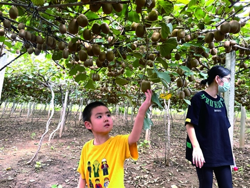 甜蜜的果子吸引了众多市民采摘